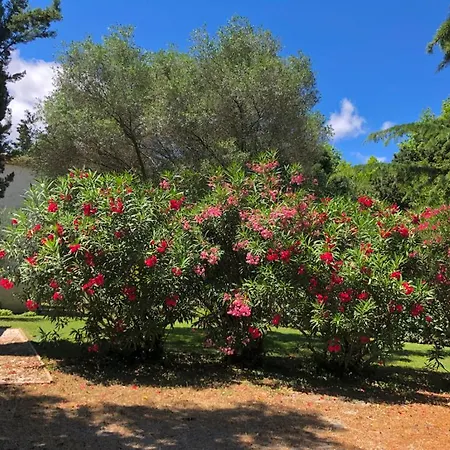 Le Nid Des Corbieres