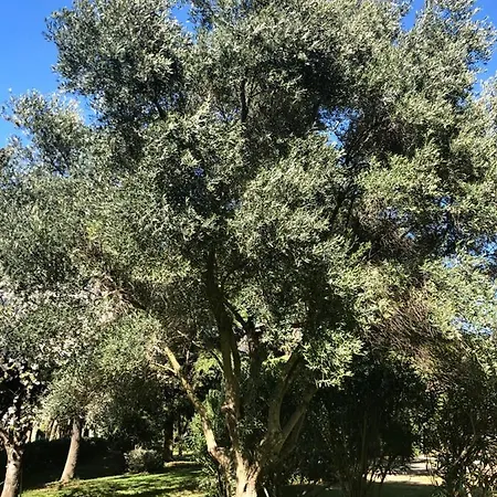 Le Nid Des Corbieres