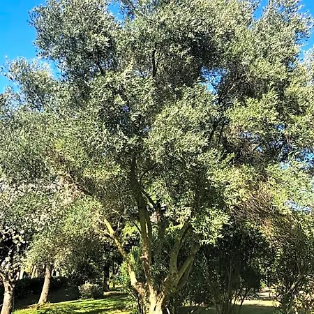 Le Nid Des Corbieres فندق مبيت وإفطار